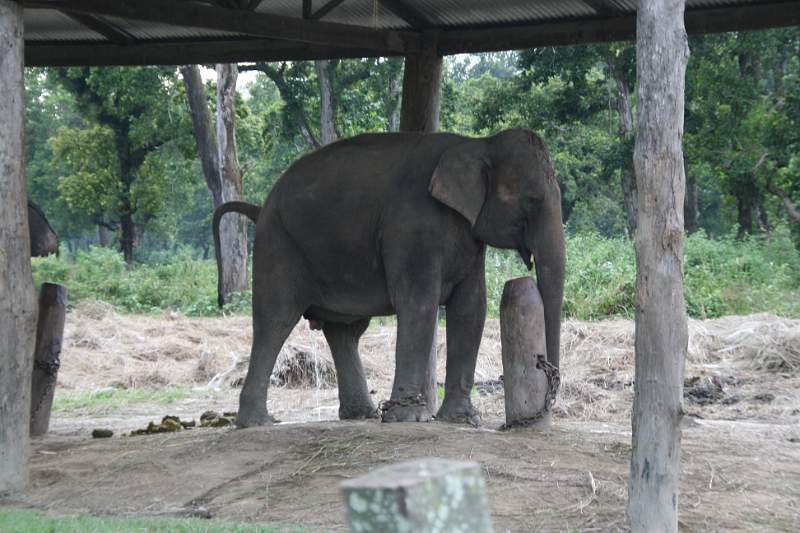 India & Nepal 2011 - 0596